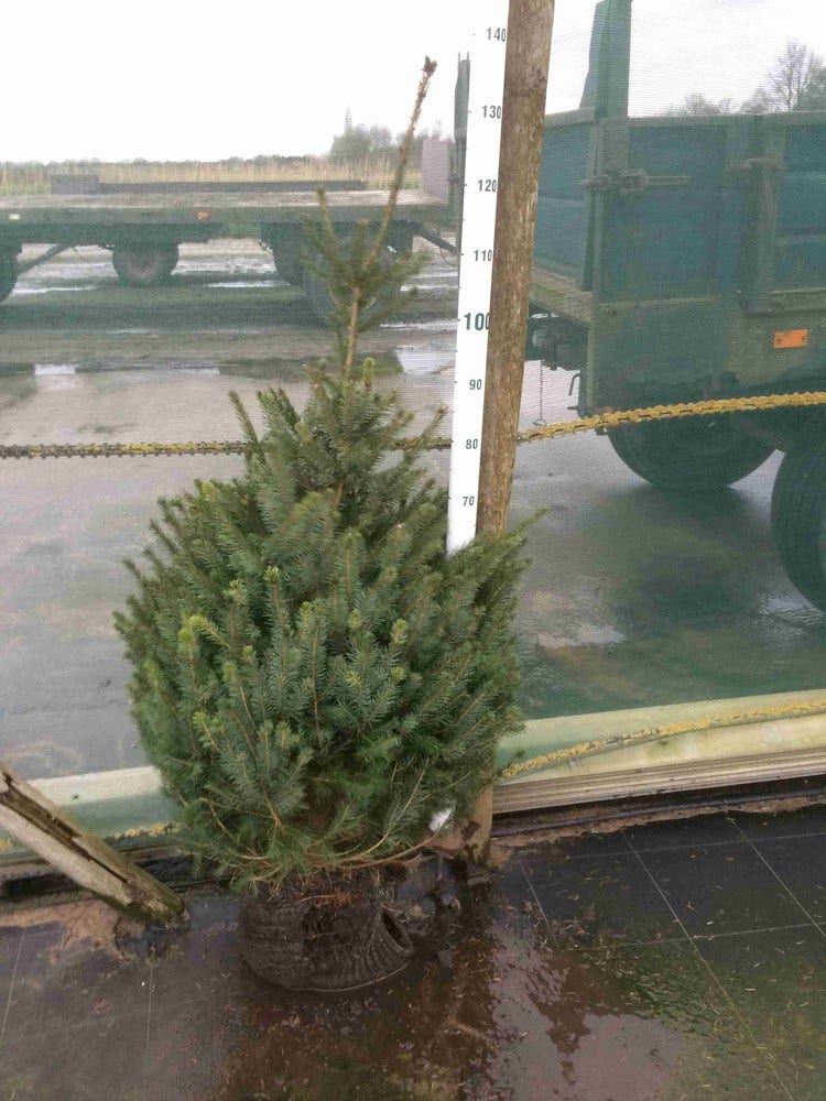  Servische Spar / Omorikaden (Picea Omorika)