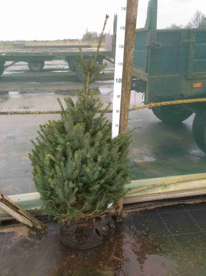  Servische Spar / Omorikaden (Picea Omorika)