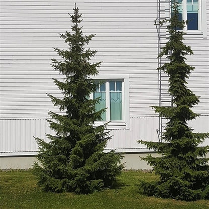  Servische Spar / Omorikaden (Picea Omorika)