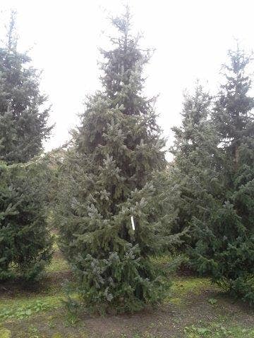  Servische Spar / Omorikaden (Picea Omorika)