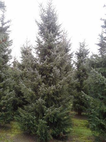  Servische Spar / Omorikaden (Picea Omorika)