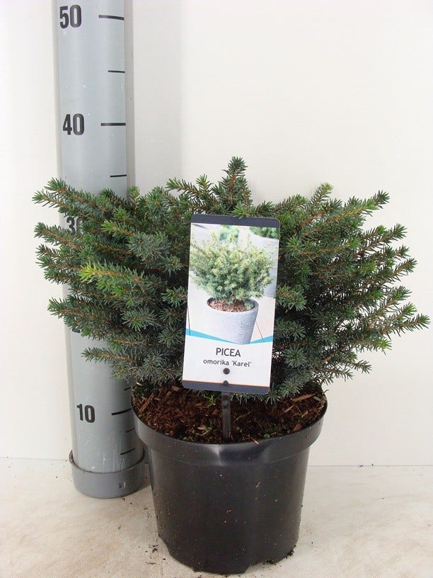  Servische Spar (Picea Omorika 'Karel')