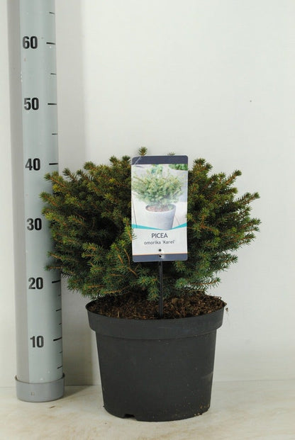  Servische Spar (Picea Omorika 'Karel')