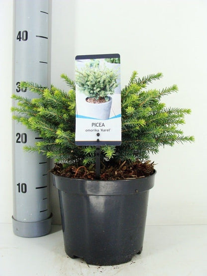  Servische Spar (Picea Omorika 'Karel')