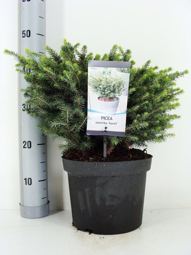  Servische Spar (Picea Omorika 'Karel')