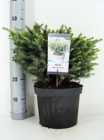  Servische Spar (Picea Omorika 'Karel')