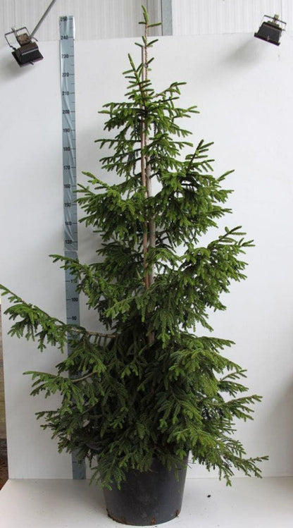  Kaukasische Spar (Picea Orientalis 'Aureospicata')