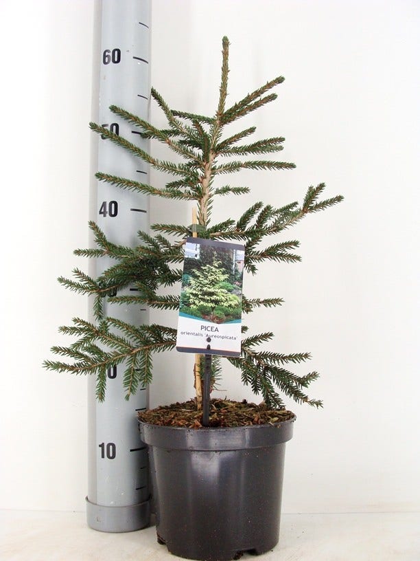  Kaukasische Spar (Picea Orientalis 'Aureospicata')