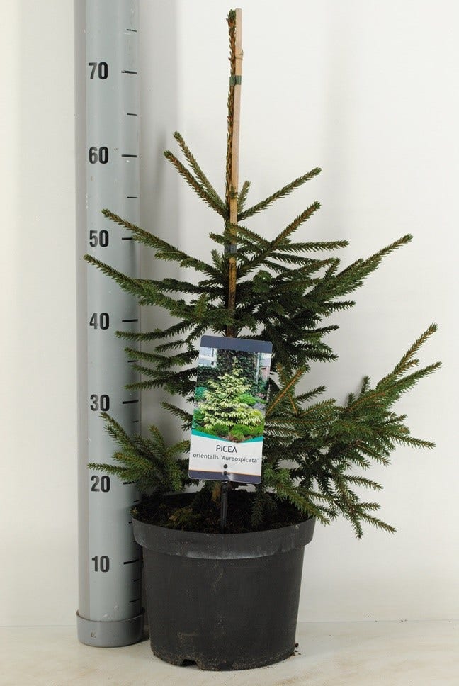  Kaukasische Spar (Picea Orientalis 'Aureospicata')