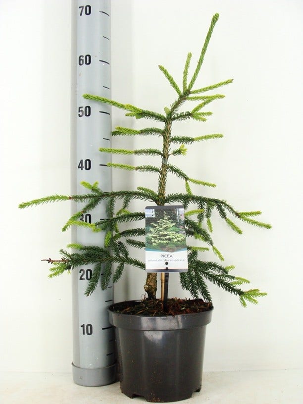  Kaukasische Spar (Picea Orientalis 'Aureospicata')