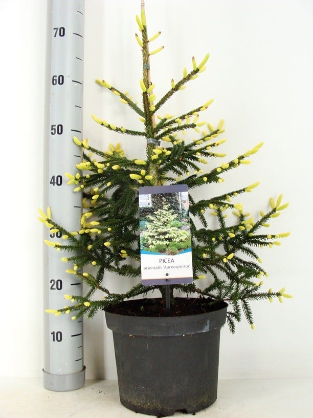  Kaukasische Spar (Picea Orientalis 'Aureospicata')