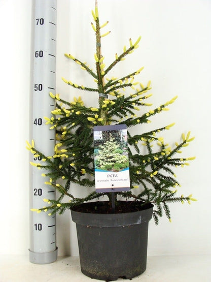  Kaukasische Spar (Picea Orientalis 'Aureospicata')