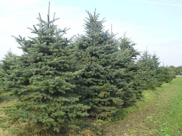  Blauwspar (Picea Pungens 'Glauca')