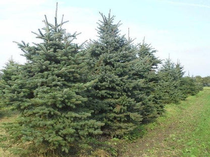  Blauwspar (Picea Pungens 'Glauca')