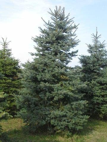  Blauwspar (Picea Pungens 'Glauca')