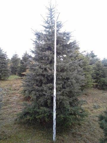 Blauwspar (Picea Pungens 'Glauca')