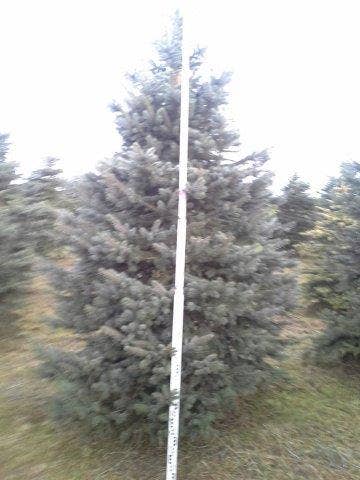 Blauwspar (Picea Pungens 'Glauca')