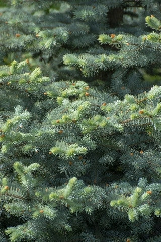  Blauwspar (Picea Pungens 'Blue Diamond')
