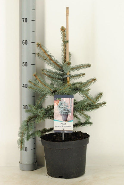  Noorse Blauwspar (Picea Pungens 'Erich Frahm')