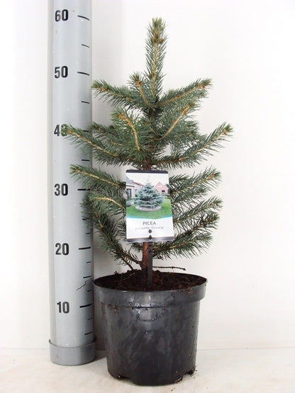  Blauwspar (Picea Pungens 'Glauca')