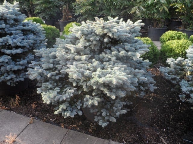  Colorado Spar (Picea Pungens 'Glauca Globosa')