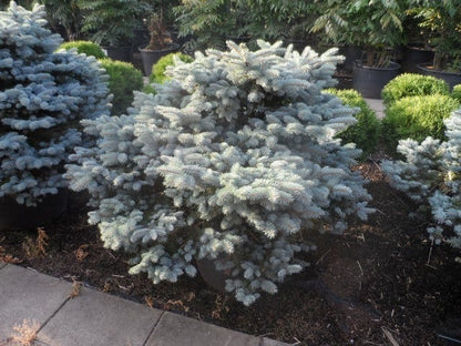  Colorado Spar (Picea Pungens 'Glauca Globosa')