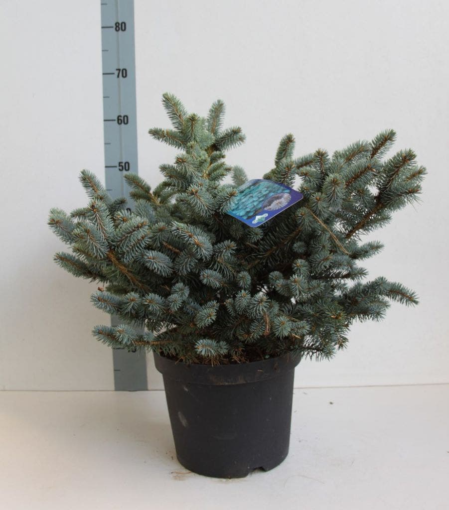  Colorado Spar (Picea Pungens 'Glauca Globosa')