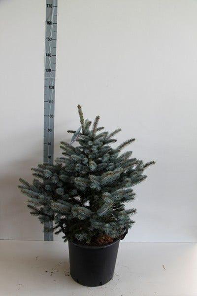  Colorado Spar (Picea Pungens 'Glauca Globosa')