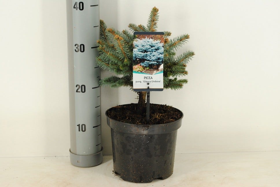  Colorado Spar (Picea Pungens 'Glauca Globosa')