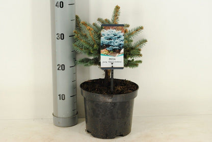  Colorado Spar (Picea Pungens 'Glauca Globosa')