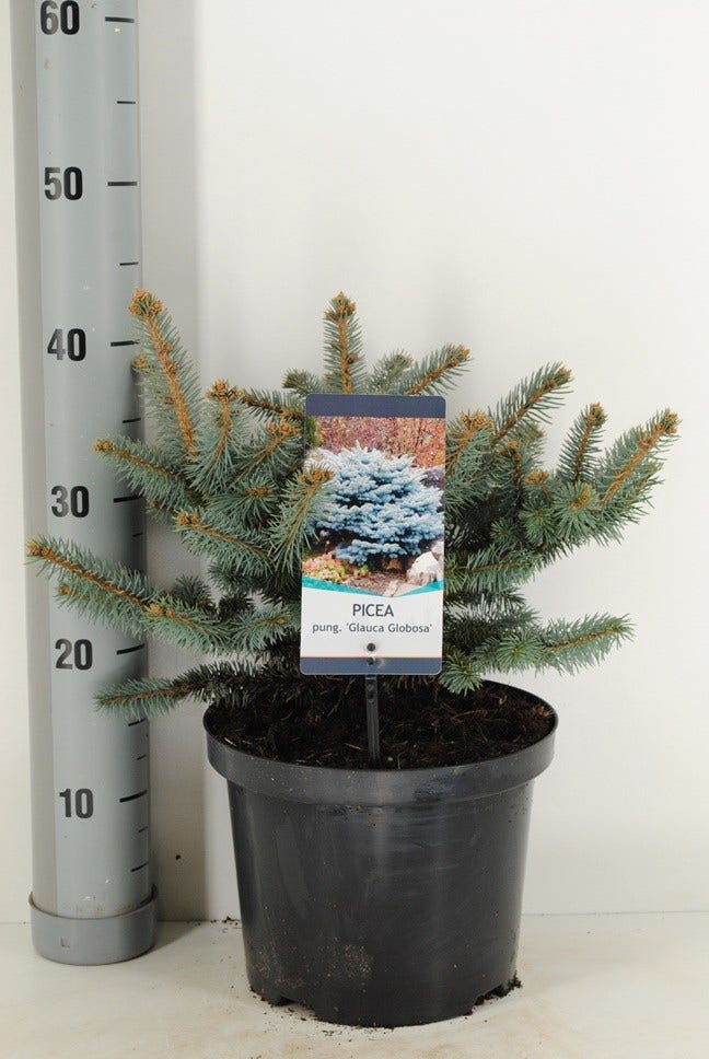  Colorado Spar (Picea Pungens 'Glauca Globosa')