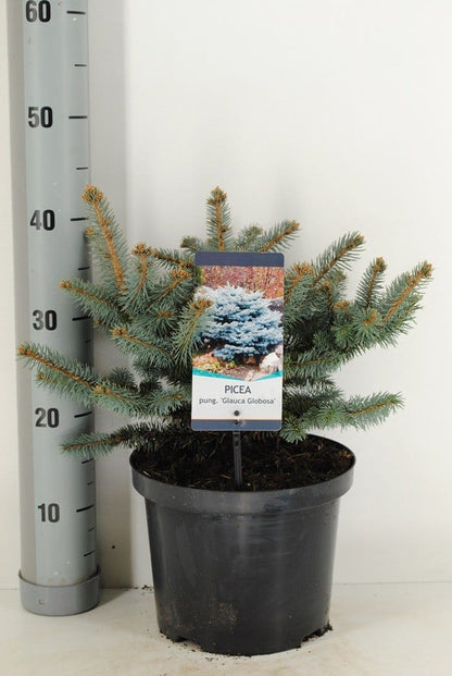  Colorado Spar (Picea Pungens 'Glauca Globosa')