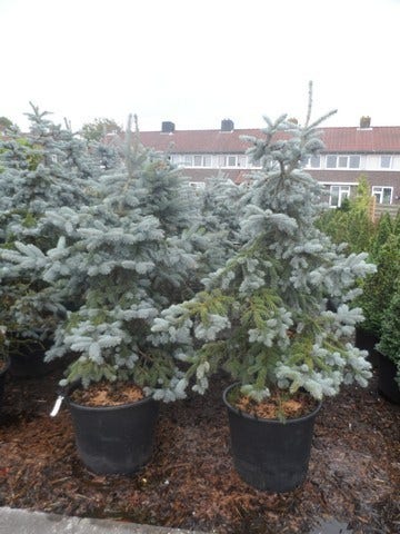  Spar (Picea Pungens 'Hoopsii')