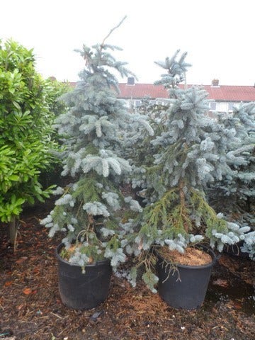  Spar (Picea Pungens 'Hoopsii')