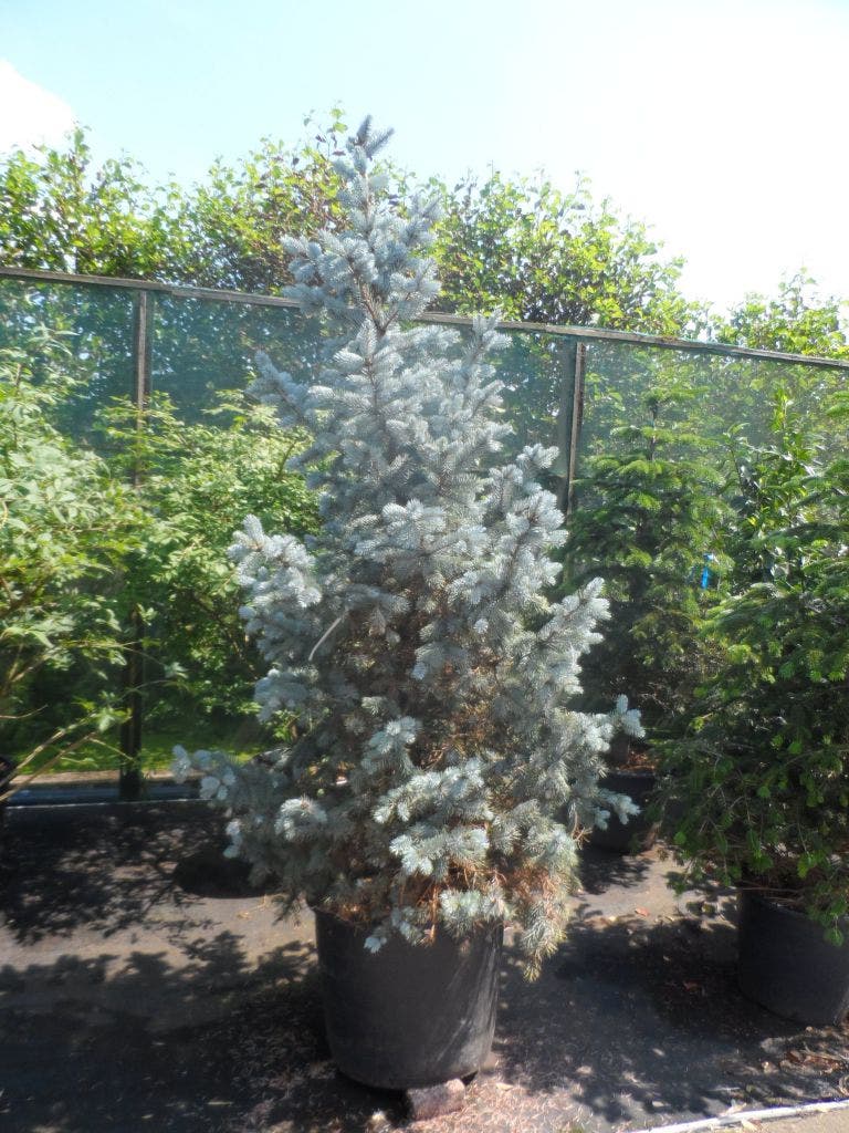  Spar (Picea Pungens 'Hoopsii')