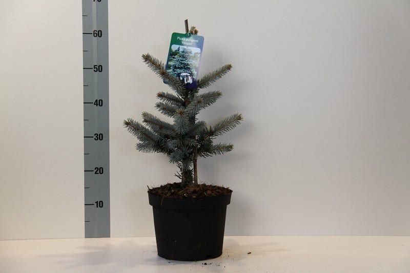  Spar (Picea Pungens 'Hoopsii')