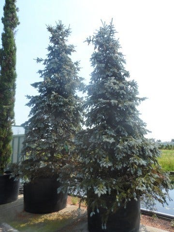  Spar (Picea Pungens 'Hoopsii')