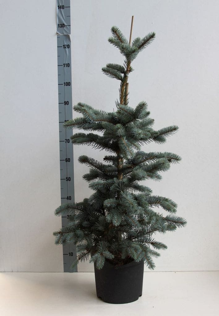  Spar (Picea Pungens 'Hoopsii')