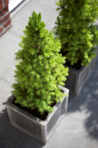  Spar (Picea Glauca 'Conica')