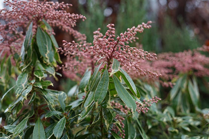  Rotsheide (Pieris Japonica 'Ralto Rose')