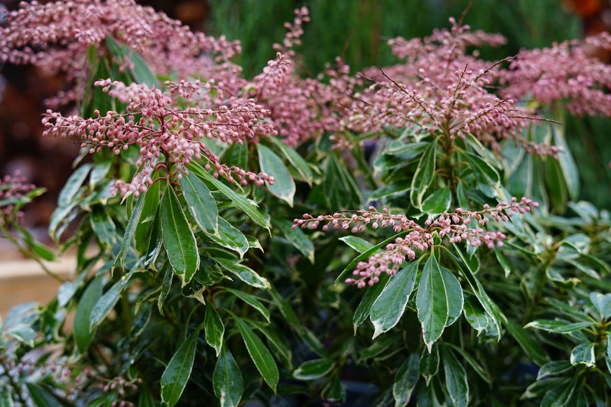  Rotsheide (Pieris Japonica 'Ralto Rose')
