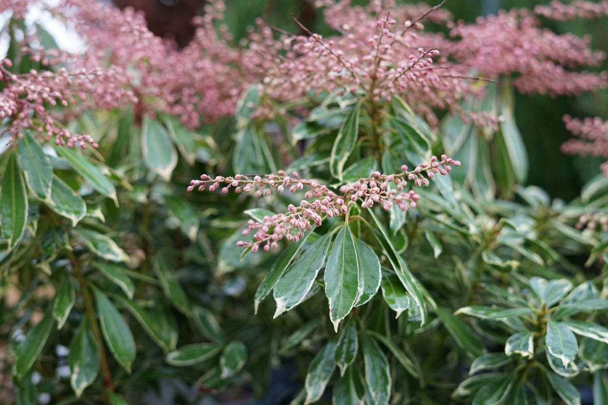  Rotsheide (Pieris Japonica 'Ralto Rose')