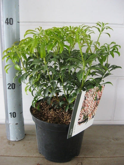  Rotsheide (Pieris Japonica 'Bonfire')