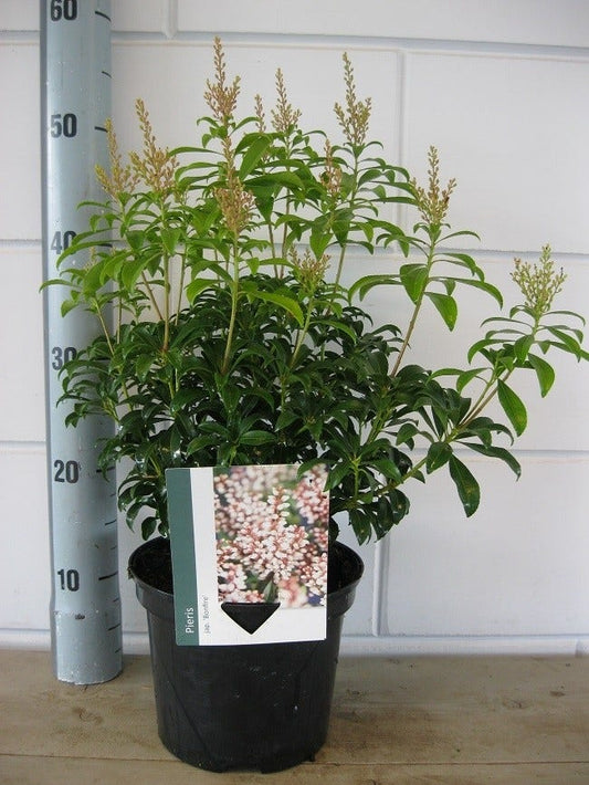  Rotsheide (Pieris Japonica 'Bonfire')