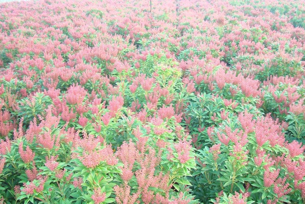  Rotsheide (Pieris Japonica 'Cupido')