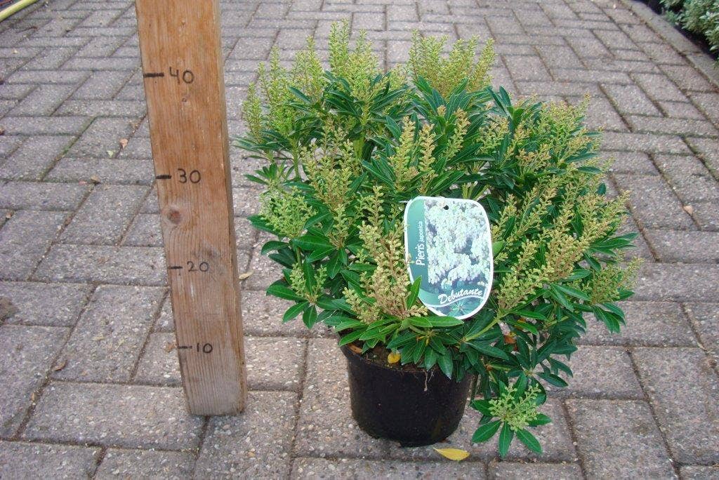  Rotsheide (Pieris Japonica 'Debutante')