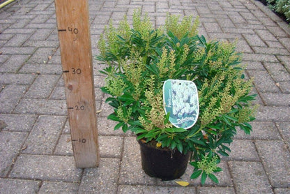  Rotsheide (Pieris Japonica 'Debutante')