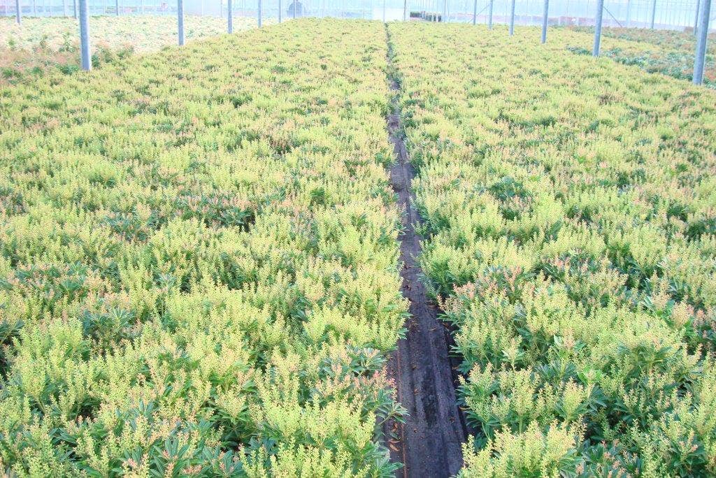  Rotsheide (Pieris Japonica 'Debutante')