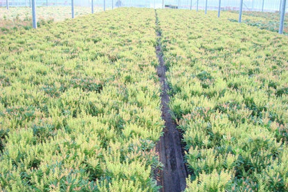  Rotsheide (Pieris Japonica 'Debutante')