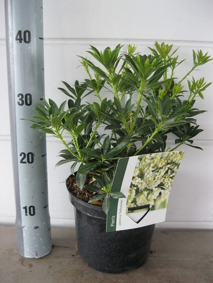  Rotsheide (Pieris Japonica 'Debutante')